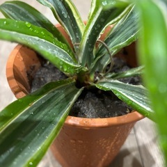 【20%オフ　5/28】ドラセナ　レモンライム　観葉植物　塊根植物　多肉植物　ビザールプランツ　レアプランツ　ガーデニング　植物　グリーン　趣味　盆栽　葉　花　庭　草の画像
