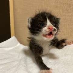 【白黒ネコ】産まれたて赤ちゃんネコ🐈‍⬛生後2週間