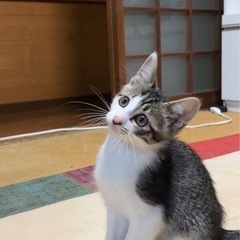 やんちゃなキジ白です！