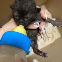 【黒猫🐈‍⬛】生後2週間ほど　可愛い赤ちゃんネコ