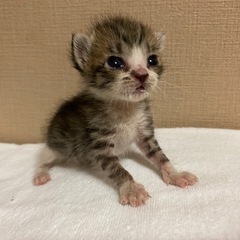 【キジトラ】産まれたて赤ちゃんネコ🐈可愛い　全部で4匹います