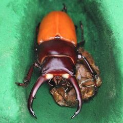 ドンキエルコクワガタ♂54㎜単品