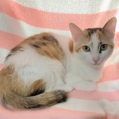 【至急】ちょっぴり臆病な「ちょびちゃん」です