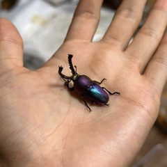 クワガタ、カブトムシ、カナブン、ハナムグリ余品販売在庫一覧の画像