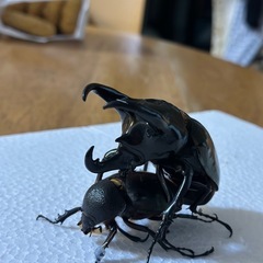 クワガタ、カブトムシ、カナブン、ハナムグリ余品販売在庫一覧の画像