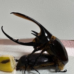 クワガタ、カブトムシ、カナブン、ハナムグリ余品販売在庫一覧の画像