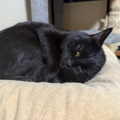黒猫の里親募集中です。