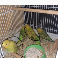 インコの里親募集