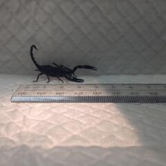 チャグロサソリ飼育セットの画像