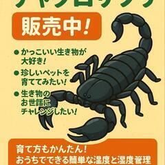 チャグロサソリ飼育セット