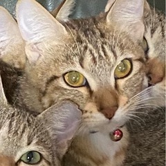 迷い猫　浦添市　情報求む