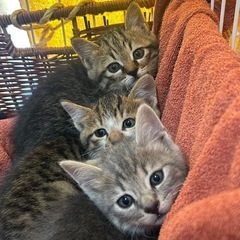 かわいすぎる3兄弟