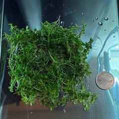 ニューラージパールグラス　水草　アクアリウム