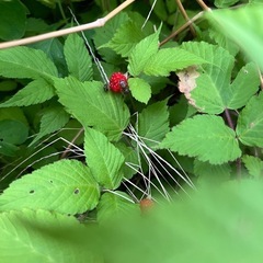 プチルビー　草いちご？　5本のお値段の画像