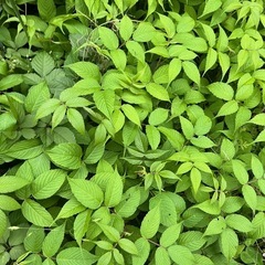 プチルビー　草いちご？　5本のお値段の画像