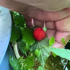 プチルビー　草いちご？　5本のお値段