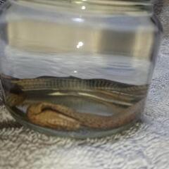シマヘビ 幼蛇 死骸 液浸標本