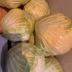 熊本県産キャベツ 数量限定 今日までの画像