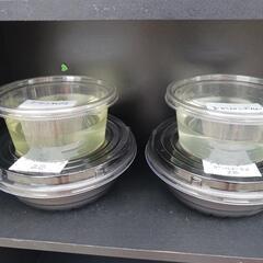 5/25めだか販売の画像