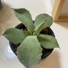 アガベ　観葉植物