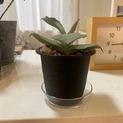 アガベ　観葉植物の画像