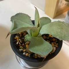 アガベ　観葉植物の画像