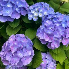 近場での方でいませんか？