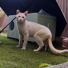野良猫　1才くらい