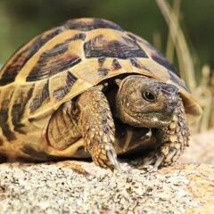 チュニジアギリシャリクガメ、テレストリスギリシャリクガメ、…