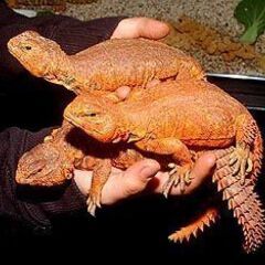 ゲーリートゲオアガマ　WC