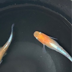 寿メダカの卵30個