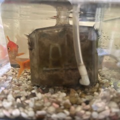 透明ガラス製の水槽と付属品セット、金魚３匹の画像