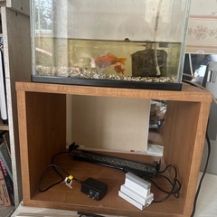 透明ガラス製の水槽と付属品セット、金魚３匹