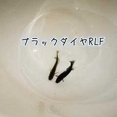 (調整中)ブラックダイヤRLFメダカの卵  10個＋α