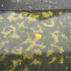 龍章鳳姿メダカの画像