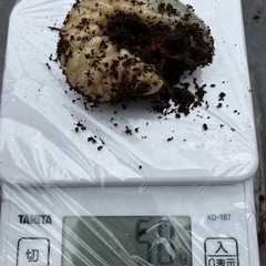 発送可　孵化1年経過　ネプチューンオオカブト幼虫 3匹