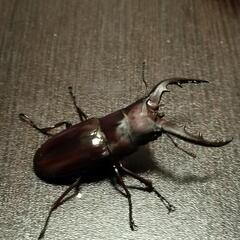 オキナワノコギリクワガタ新成虫