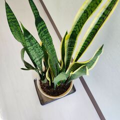  観葉植物　サンスベリア 85cm