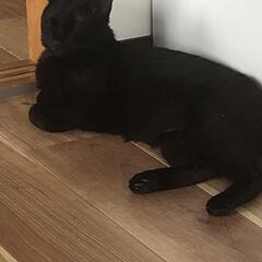 黒猫 3歳 猫アレルギー酷く誰か貰って頂けないでしょうか？