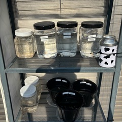 メダカ無人販売やってます☺️アキナめだか✨数量限定❣️ - その他