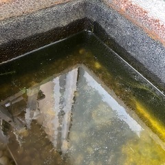 7cm前後の形見の金魚さん8匹の画像