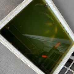 7cm前後の金魚さん8匹