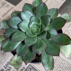 ★キリアツム・アエオニウム★カット苗１本　多肉植物の画像