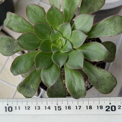★キリアツム・アエオニウム★カット苗１本　多肉植物の画像