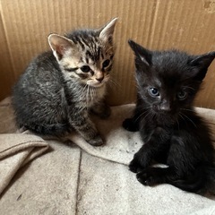 生後１か月くらいの姉妹猫💕保護猫です。