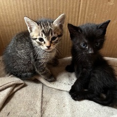 生後１か月くらいの姉妹猫💕保護猫です。 - 宇部市