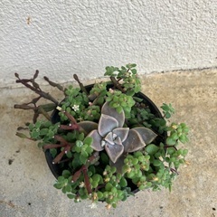 🪴多肉植物寄植⑤