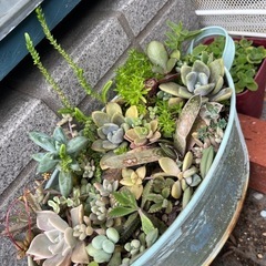多肉植物　寄せ植え　