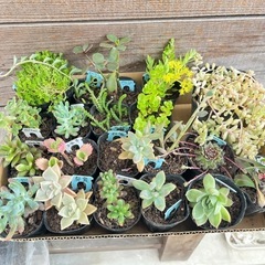 多肉植物　20種セット