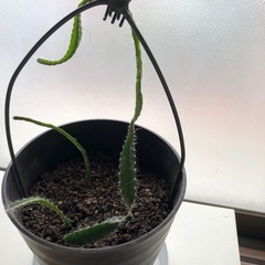 ドラゴンフルーツ植木